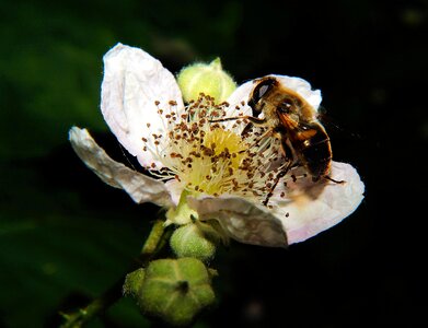 White bee pollination photo