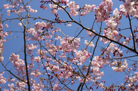 35 Cherry tree