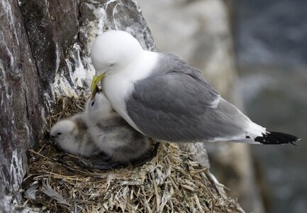 Animals farne islands england photo