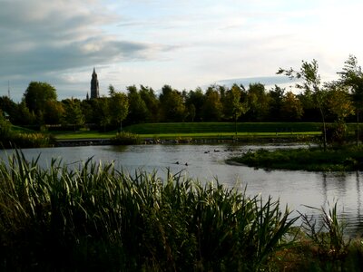 Green pond grass