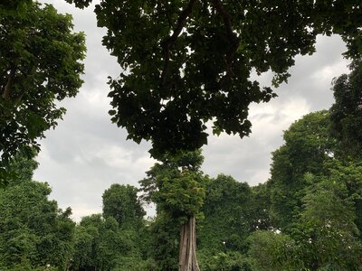 Landscape trees sacred forest photo