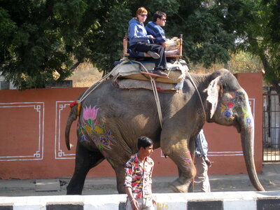 Elephant Tourists India photo
