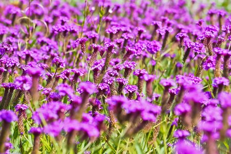 Agriculture beautiful flowers bloom