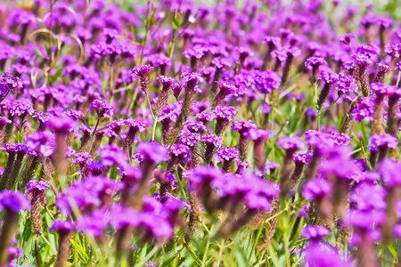 Agriculture beautiful flowers bloom photo