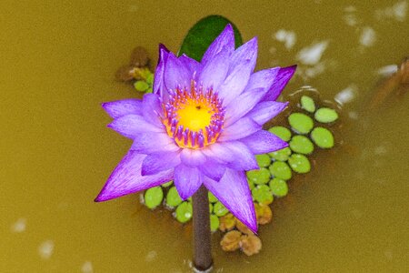 Plant aquatic plant water lily