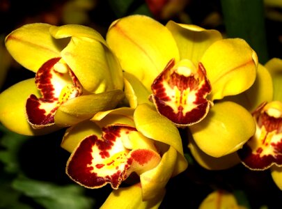 Beautiful beautiful flowers blooming