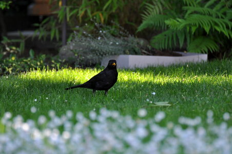 Blackbird in the meadow photo