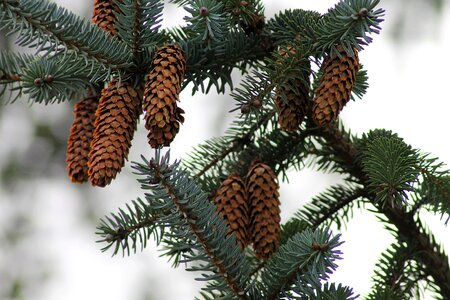 Wood branch christmas