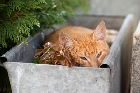 Animal cat claw photo