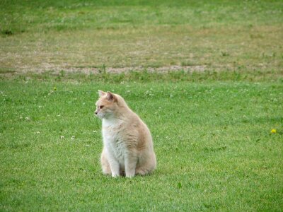 Green grass background
