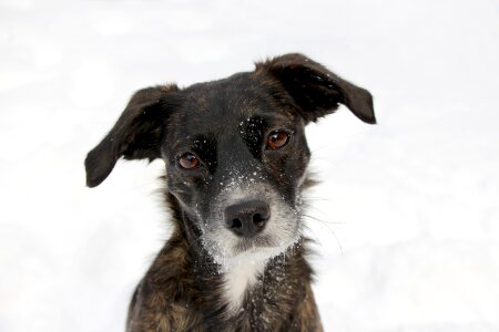 Snow face cute photo