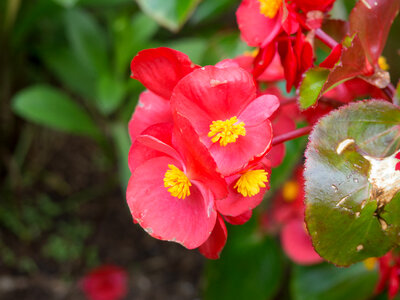 Red and Yellow Flowers photo