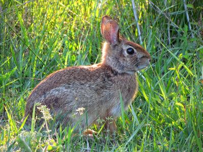 Eastern cottontail rabbit-2 photo