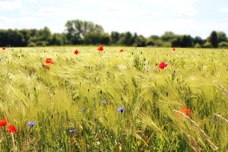 Poppies nature agriculture photo