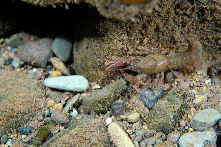 Appalachian brook crayfish-1