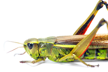 Grasshopper photo