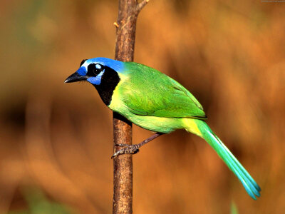 Exotic Blue-Green Bird photo