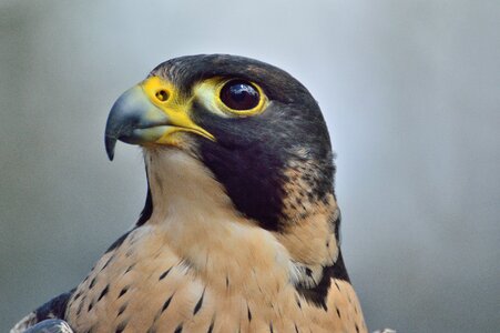 Bird wildlife hunter photo