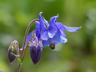 Flower blue raindrop photo