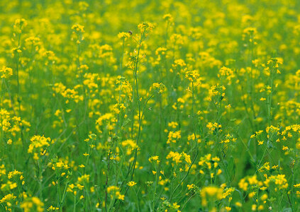 Yellow field rapeseed in bloom photo