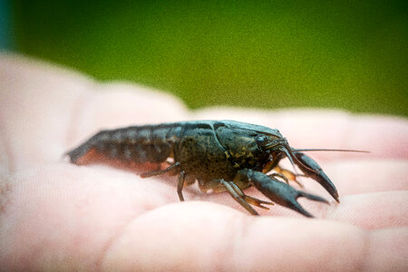 Panama City crayfish-1