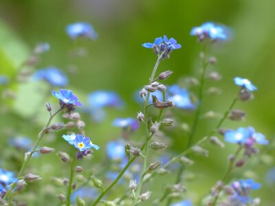 Pointed flower blossom bloom photo