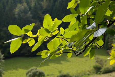 Green real whitebeam sorbus aria