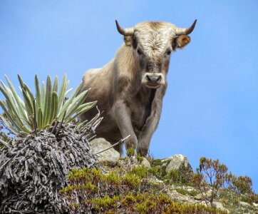 Animal livestock horns photo