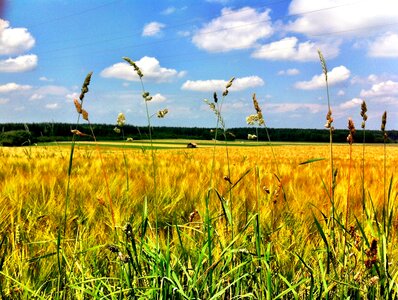 Nature summer sky