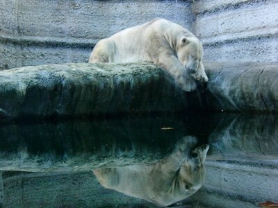 Water mirroring zoo