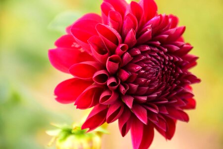 Beautiful beautiful flowers beautiful image