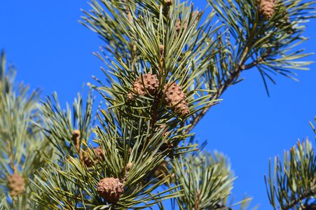 Branch branches conifer