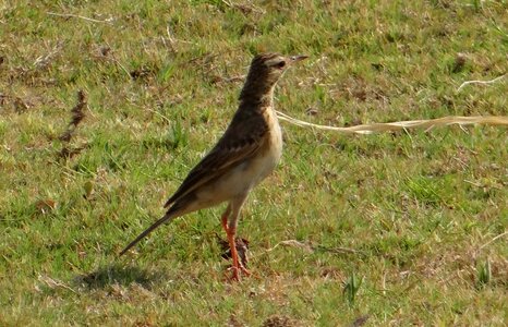 India bird fly photo