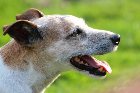 Head animal dog look photo