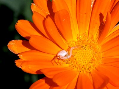 Blossom orange spider photo