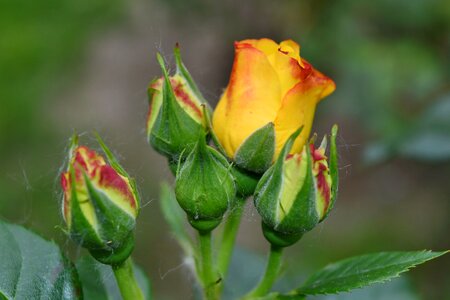 Roses yellow beautiful flowers
