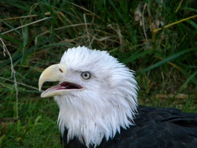Eagles freedom symbol