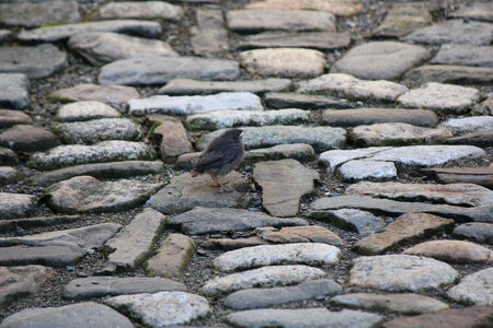 Sparrow on cobblestone