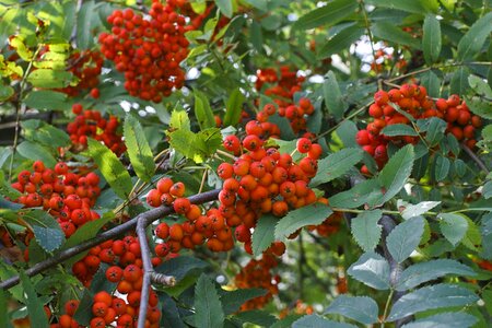 Berries branch diet photo