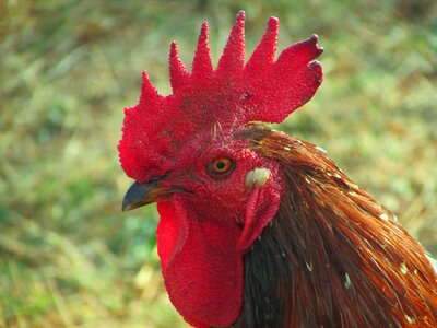 Cockerel fowl cock-a-doodle-doo