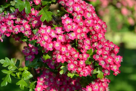 Natural blossom bloom