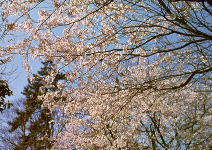 Japanese cherry and sunlight background photo