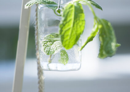 Mint in a glass photo
