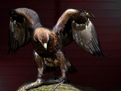 Bird of prey animals birds