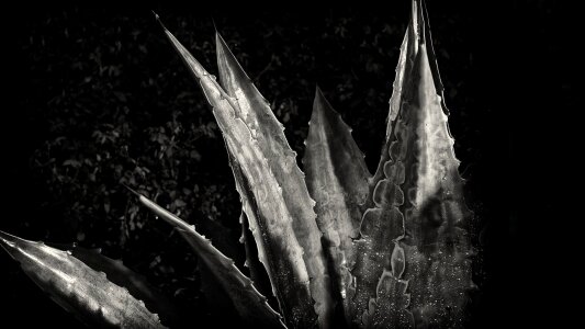 Abstract Agave asparagaceae art photo