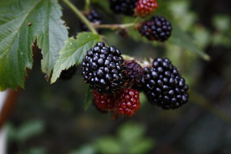 Tasty the stem tasty plants