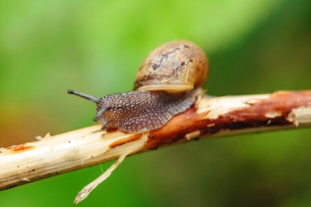 Skin macro snail photo