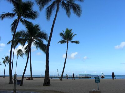 Palm tree beach photo