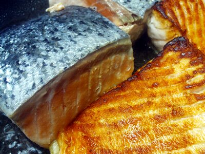 Fish food power