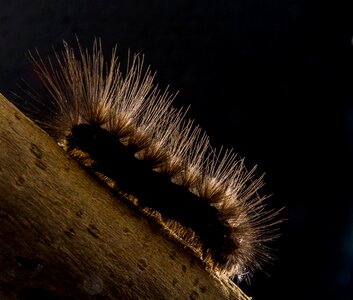 Caterpillar hairy close up photo